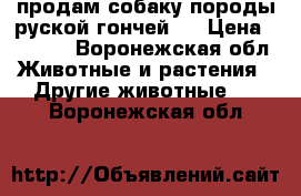 продам собаку породы руской гончей.  › Цена ­ 5 000 - Воронежская обл. Животные и растения » Другие животные   . Воронежская обл.